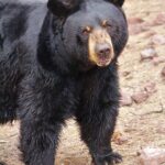 चमोली  दशोली ब्लॉक के लासी और मजोठी ग्राम सभा में भालू ने फिर एक गाय को बनाया निवाला व एक को किया घायल….